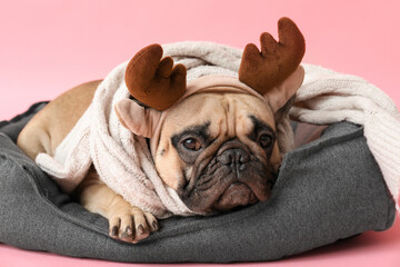 Cute pug dog in Christmas deer horns with scarf lying on pet bed against pink background