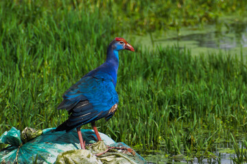peacock in the grass
