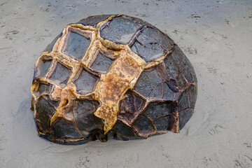 Moeraki Boulders along the ocean shoreline. Otago, New Zealand