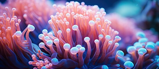 Bubble anemone on a tropical coral reef, in close view. - obrazy, fototapety, plakaty