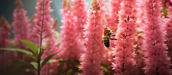A tall pink astilbe flower in a garden with a single honey bee perched on the flowers, a Chinese plant with a feathery bloom and green stem.