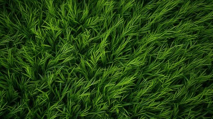 high angle view of green grass background