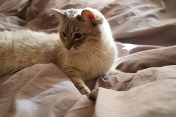 Front view of a cute beautiful Siamese breed cat on a classic brown blanket