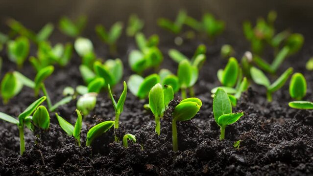Plant Grow In Timelapse Sprouts Germination From Seeds Farming And Gardening 