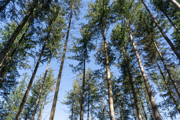 View from below of large spruce trees in the forest