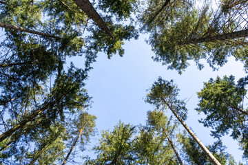 Fototapeta premium Spruce trees with blue sunny sky 
