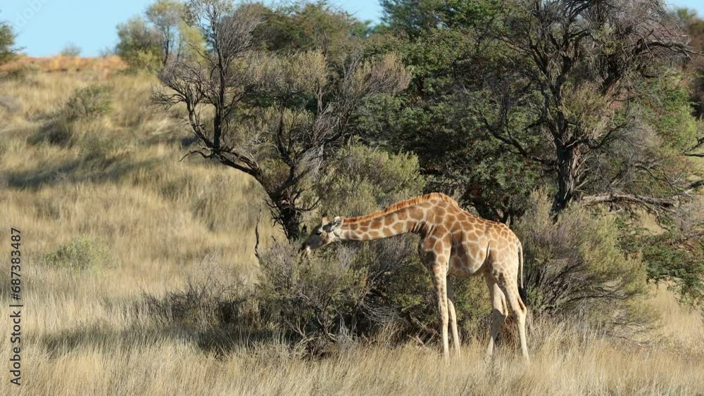 Sticker A giraffes (Giraffa camelopardalis) feeding on a thorn tree, Kalahari desert, South Africa