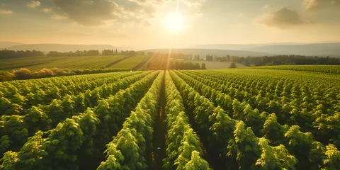 Fotobehang vineyard with rows of grapevines and sun peeking background generative ai © muneeb