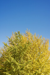 Gingko biloba tree between yellow and green leaves growth in a peaceful park for relaxation with a...