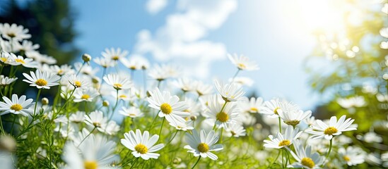 The white flowers are blooming, with beautiful yellow petals in the middle, surrounded by green nature, open sky, and shining sun. - Powered by Adobe