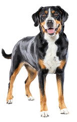 breed dog isolated on white background