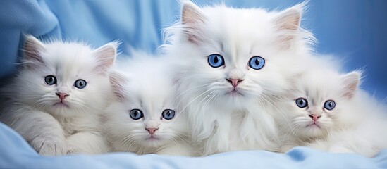 White mother cat with blue eyes and her kittens.