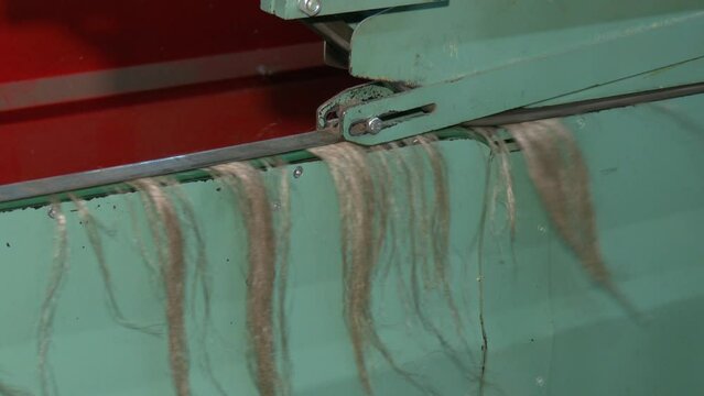 The process of making fabric from linen - sorting. Short flax fiber. Flax fiber as it is used in paper industry and for making linen cloth. 
Raw flax stalks move on a conveyor belt.
