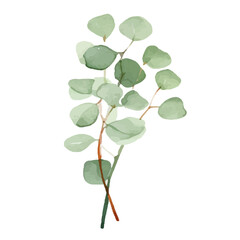 Watercolor Eucalyptus clipart, Eucalyptus leaves, Eucalyptus branches, Wedding greenery clip art, Floral, forest,PNG.
