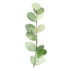 Watercolor Eucalyptus clipart, Eucalyptus leaves, Eucalyptus branches, Wedding greenery clip art, Floral, forest,PNG.