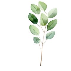 Watercolor Eucalyptus clipart, Eucalyptus leaves, Eucalyptus branches, Wedding greenery clip art, Floral, forest,PNG.