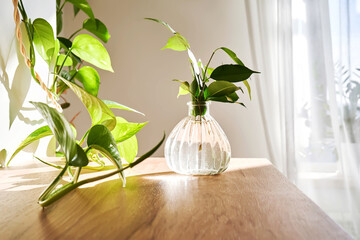 Glass vase in the sun with a ficus shoot that takes root in the water.