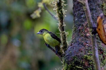 a Female Flame Rumped Tanager (Ramphocellus flammigerus).