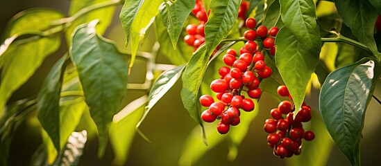 Pepper plant from Kumily, Kerala, India with green berries and leaves. - obrazy, fototapety, plakaty