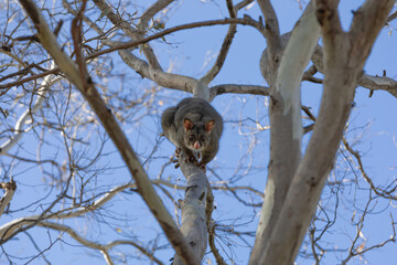 A Common Brushtail Possum (trichosorus vulpecula) in a tree.
