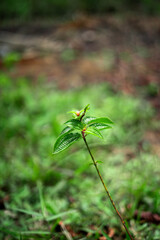 little leaf in tropical forest