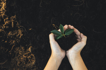 Growing and nurturing plant on fertilized soil contributing to CO2 emission reduction and embrace...