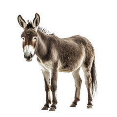 donkey looking isolated on white