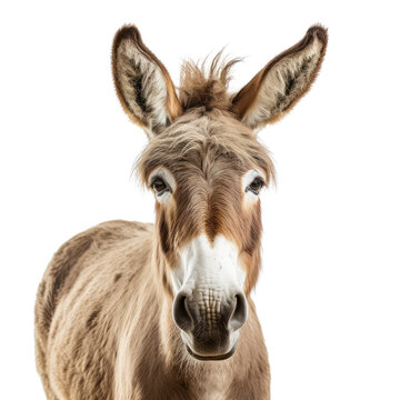 donkey looking isolated on white