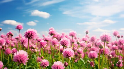 Obraz na płótnie Canvas Summer landscape with a field of flowering pink clover.