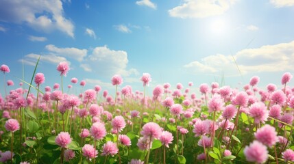 Obraz premium Summer landscape with a field of flowering pink clover.