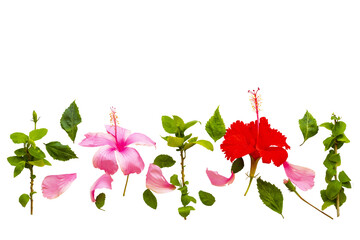 pink, red flowers hibiscus local flora arrangement flat lay postcard style 