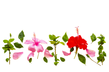 pink, red flowers hibiscus local flora arrangement flat lay postcard style 