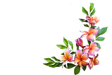 orange flowers frangipani local flora arrangement flat lay postcard style 