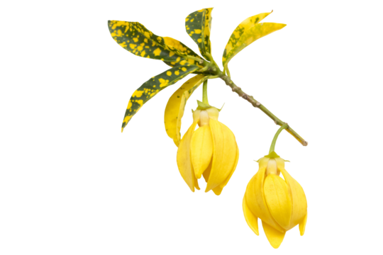 yellow flowers ylang ylang local flora arrangement flat lay postcard style 