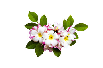 white, pink flowers frangipani local flora arrangement flat lay postcard style 