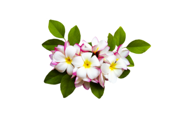 white, pink flowers frangipani local flora arrangement flat lay postcard style 