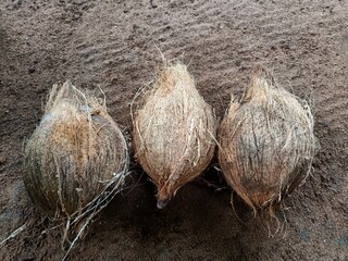 The coconut tree is a member of the palm tree family and the only living species of the genus Cocos. The term 