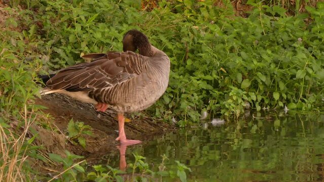 The greylag goose (Anser anser) is a large bird living in the waters of Eurasia. Popular hunting object.