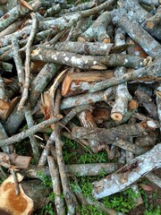 Firewood is any wooden material that is gathered and used for fuel. 
