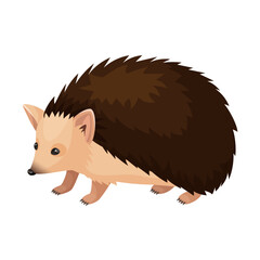 Vector illustration of long-eared hedgehog isolated on white background. Clip art is suitable for book illustrations, educational materials for children, children's prints