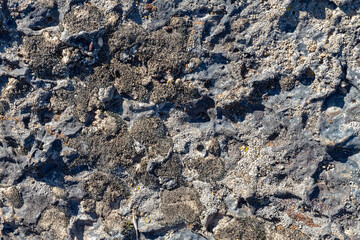 Detail of moss and lichen growing on the spatter cones at the Fleener Chimneys in the Lava Beds National Monument, California, USA