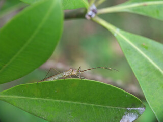 insect, macro, animal, mosquito, nature, bug, closeup, spider, ant, pest, black, green, leaf, fly, blood, malaria, antenna, wildlife, close up, close, close-up, gnat, mosquitoe, wing, detail