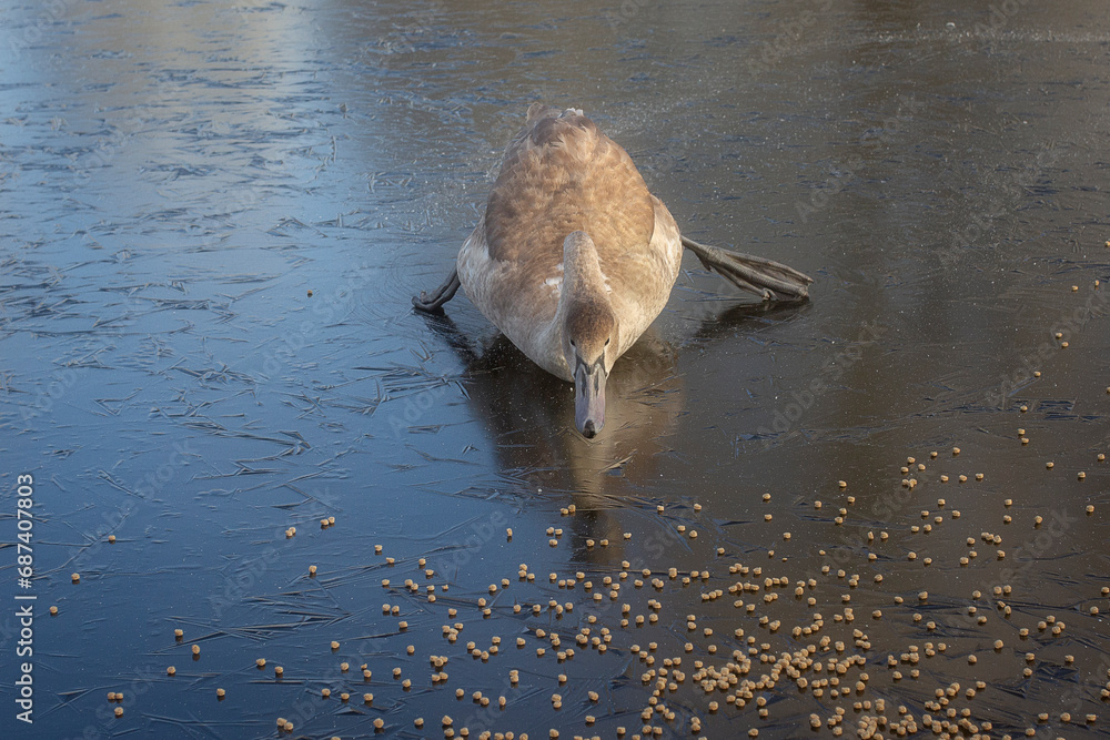 Leinwandbilder a young swan is captured on the ice as it tried to reach some food. it is skating on the slippery ic