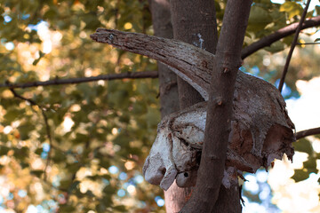 The faded and eroded skull and horns of an antelope in a tree in the African bush