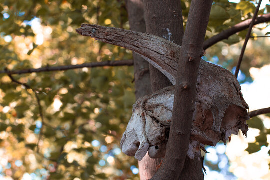The faded and eroded skull and horns of an antelope in a tree in the African bush