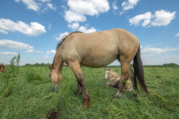 A beautiful Belarusian draft horse is grazing on a summer field.