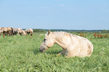 Naklejka premium A beautiful Belarusian draft horse is grazing on a summer field.