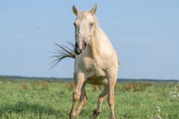 Obraz na płótnie Canvas A beautiful Belarusian draft horse is grazing on a summer field.