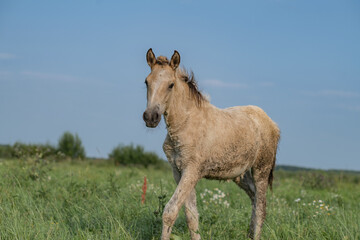 A beautiful Belarusian draft horse is grazing on a summer field.