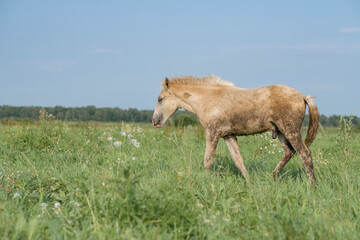 A beautiful Belarusian draft horse is grazing on a summer field.